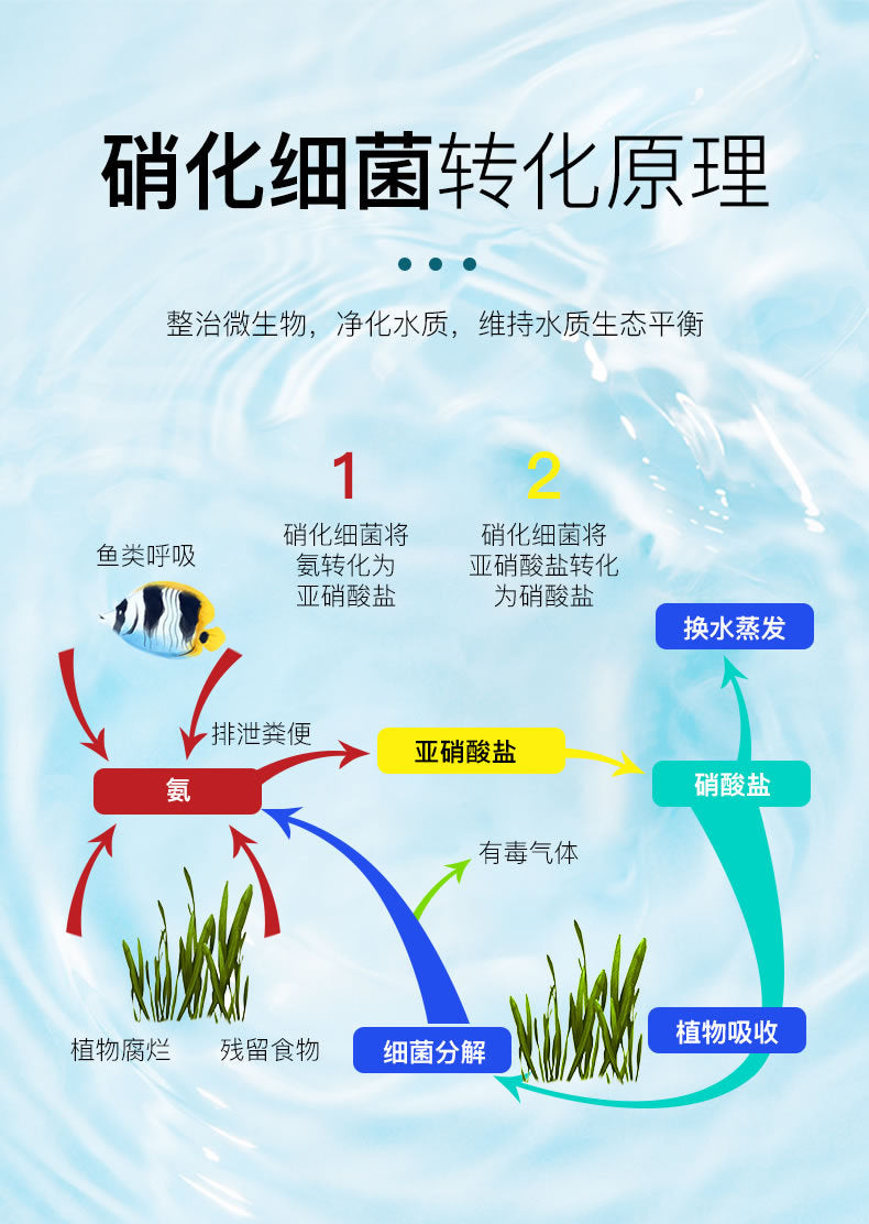 魚缸淨水劑硝化菌