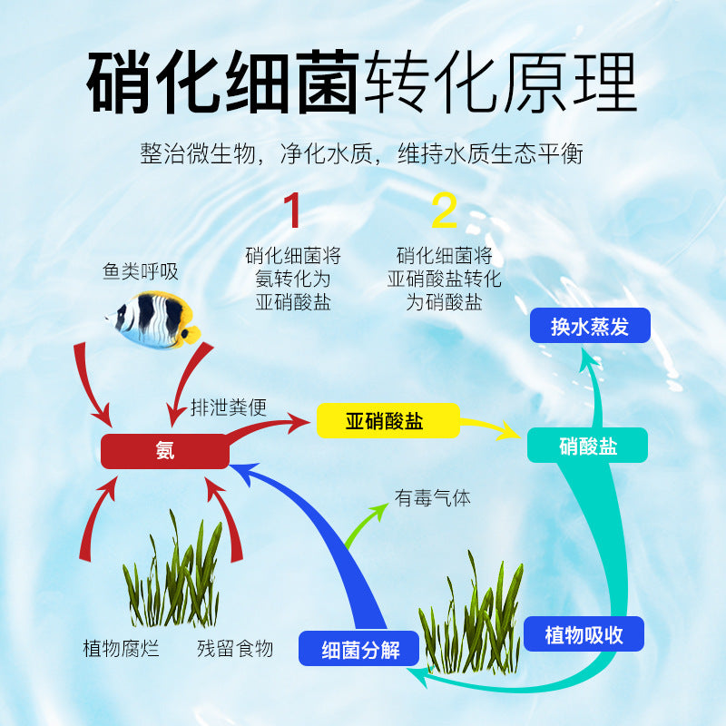 魚缸淨水劑硝化菌