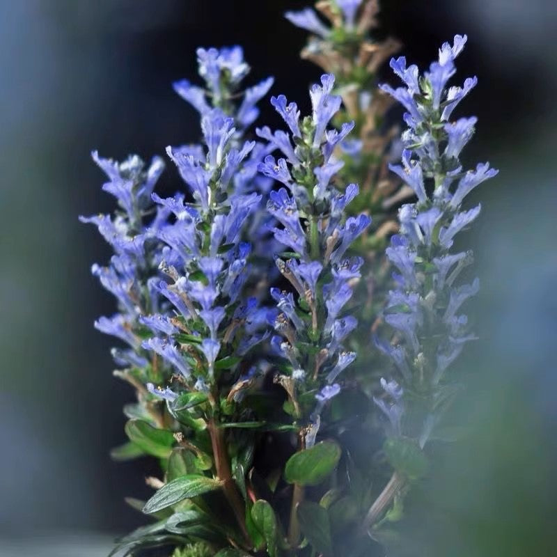 匍匐筋骨草 Blue Bugle (Ajuga reptans ‘Chocolate Chip’)