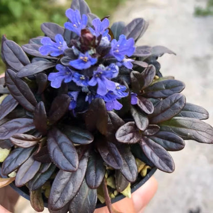 匍匐筋骨草 Blue Bugle (Ajuga reptans ‘Chocolate Chip’)