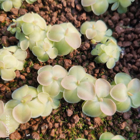 塞提捕蟲堇 Butterwort (Pinguicula 'Sethos')(1)