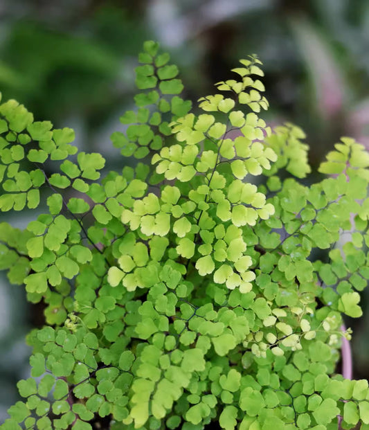 扇葉鐵線蕨 Adiantum flabellulatum L. Sp.(1)