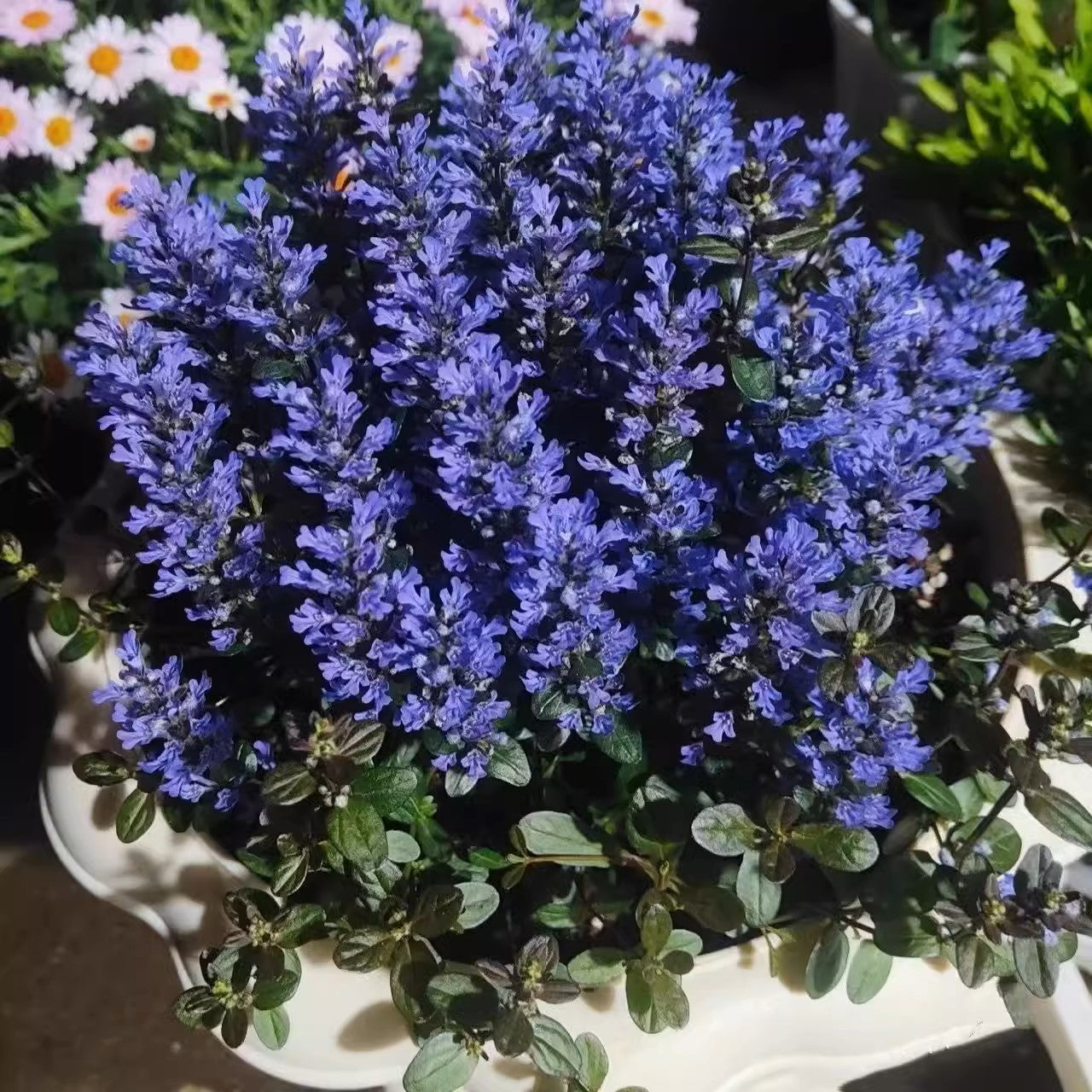 匍匐筋骨草 Blue Bugle (Ajuga reptans ‘Chocolate Chip’)