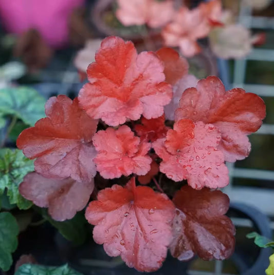 珊瑚鈴鐺 Heuchera Fire Alarm