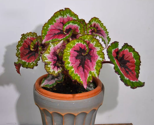 秋海棠 Begonia ‘Dutch Splendor’