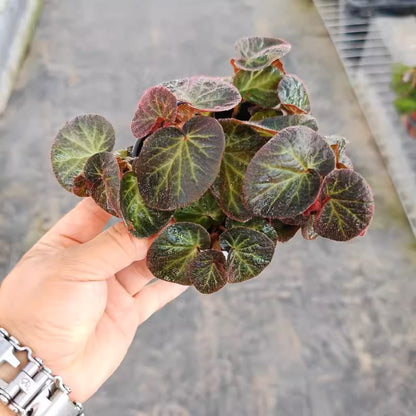 秋海棠 Begonia 'Bonita Shea'