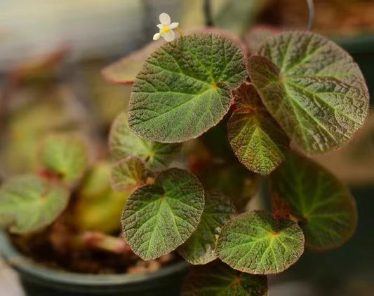 秋海棠 Begonia 'Bonita Shea'