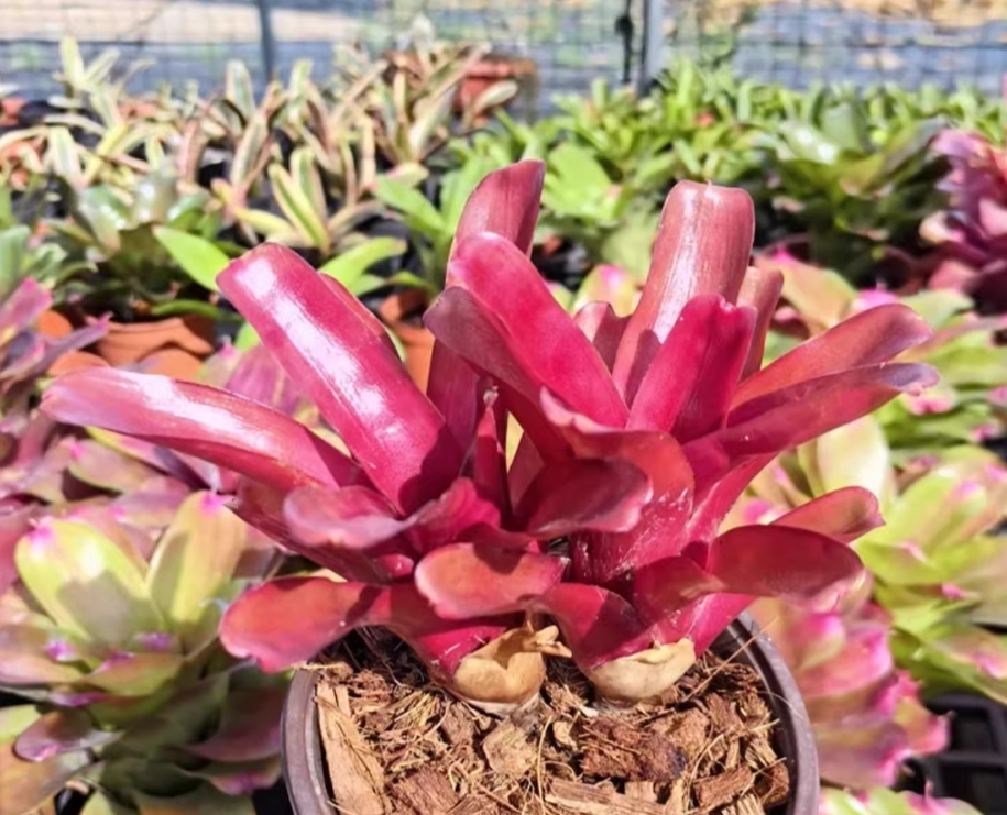 五彩鳳梨屬 Bromeliad (Neoregelia 'Fireball')(1)