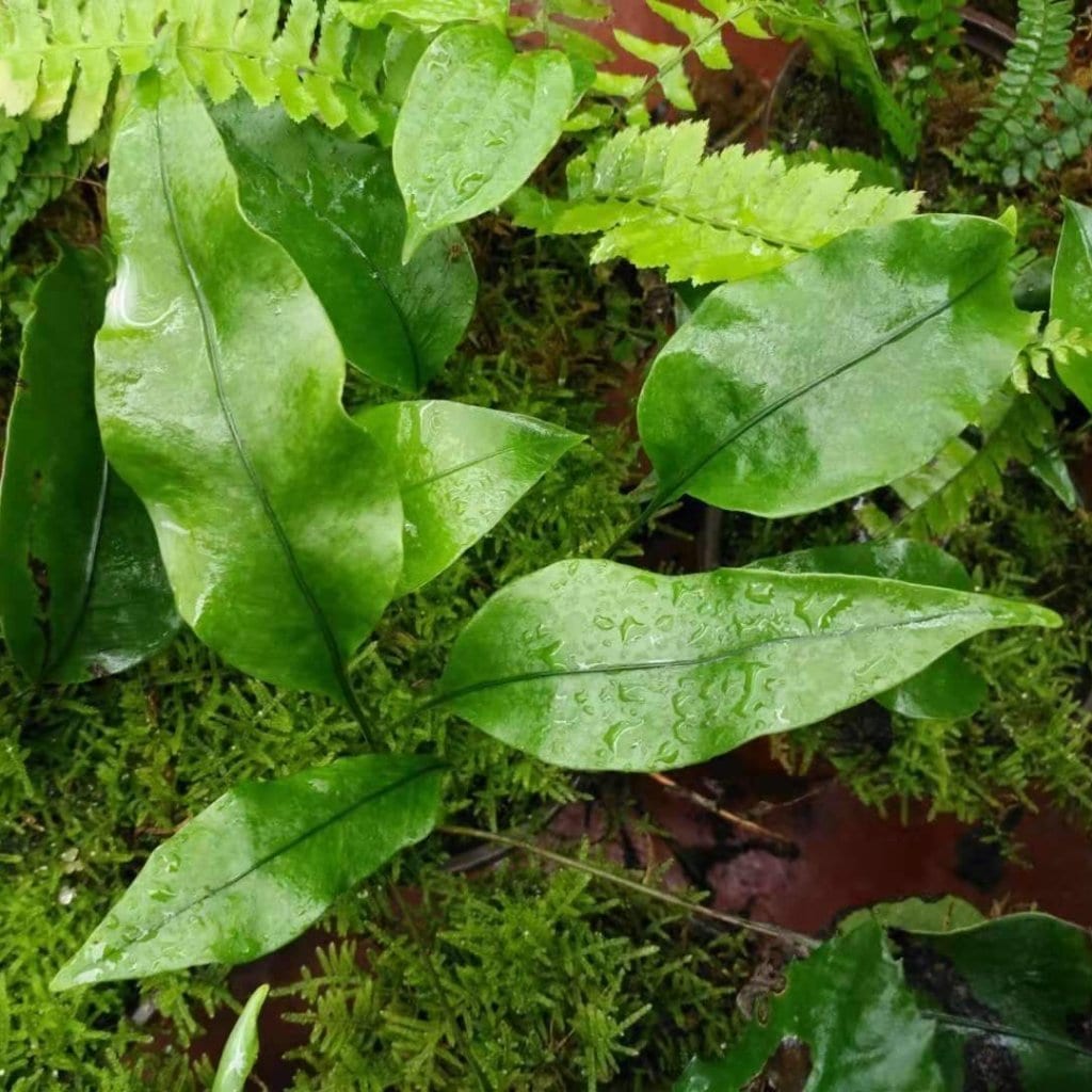 峨眉盾蕨/三角葉盾蕨 Neolepisorus ovatus sp. (Green) (Reflected)(1)