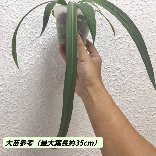 維塔領帶花燭(4)