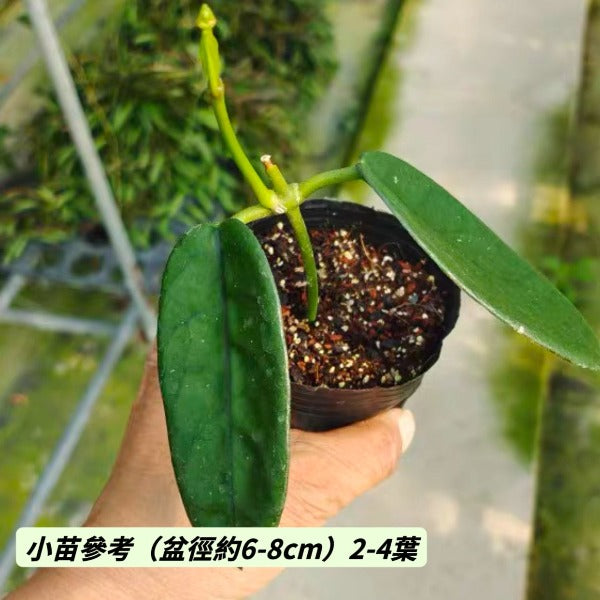 墨脫球蘭 (Hoya sp. motuoensis)(2)