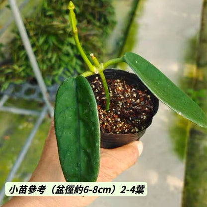 墨脫球蘭 (Hoya sp. motuoensis)(2)