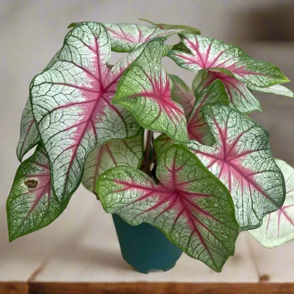 雪后/白女王彩葉芋 Caladium bicolor 'White Queen'