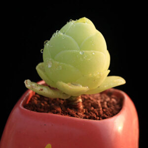 雞蛋山地玫瑰 Green Rose Mountain (Greenovia diplocycla var. gigantea)