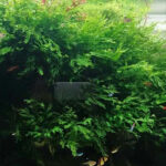 黑木蕨 Bolbitis heudelotii