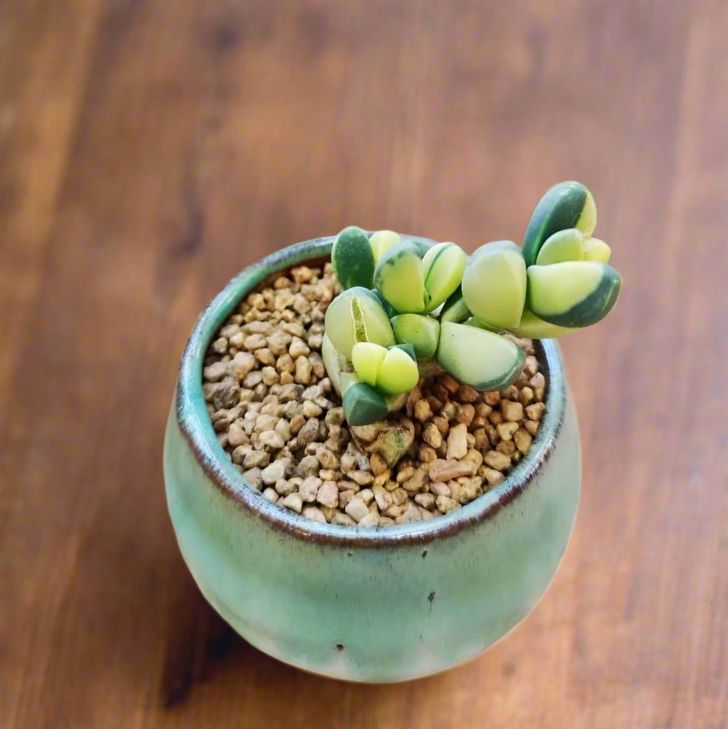 鹿角海棠錦 Astridia velutina var.