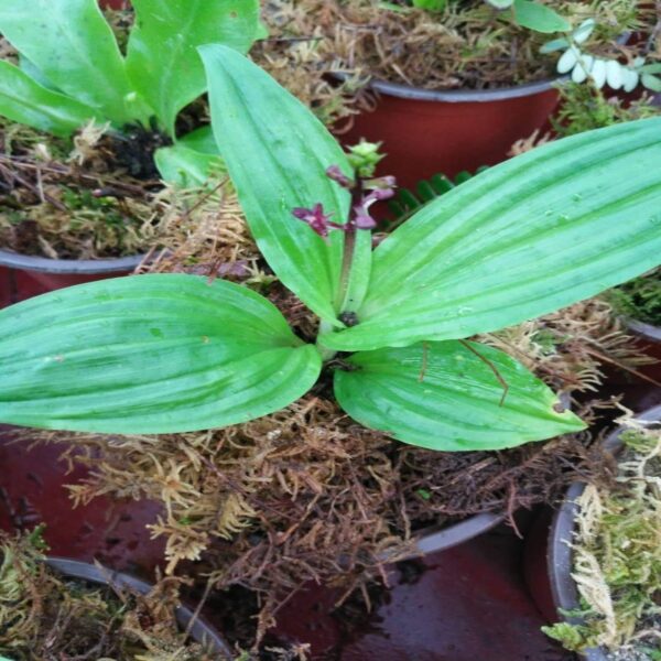 蝦脊蘭 Calanthe discolor：圖片 2