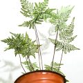 銀粉背蕨 Pteris argyraea