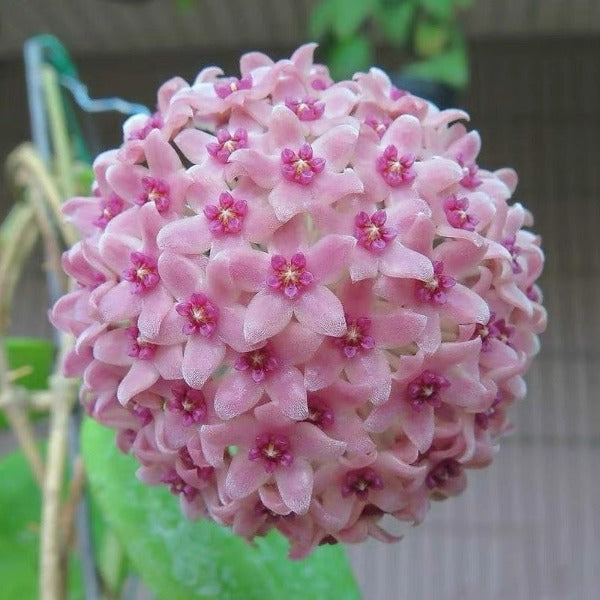 漢西亞粉花毬蘭 Hoya hanhiae ‘Pink’ 
