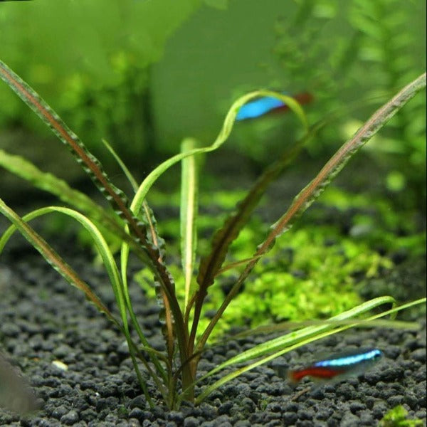 噴泉椒草 Fountain Cryptocoryne (Cryptocoryne retrospiralis)