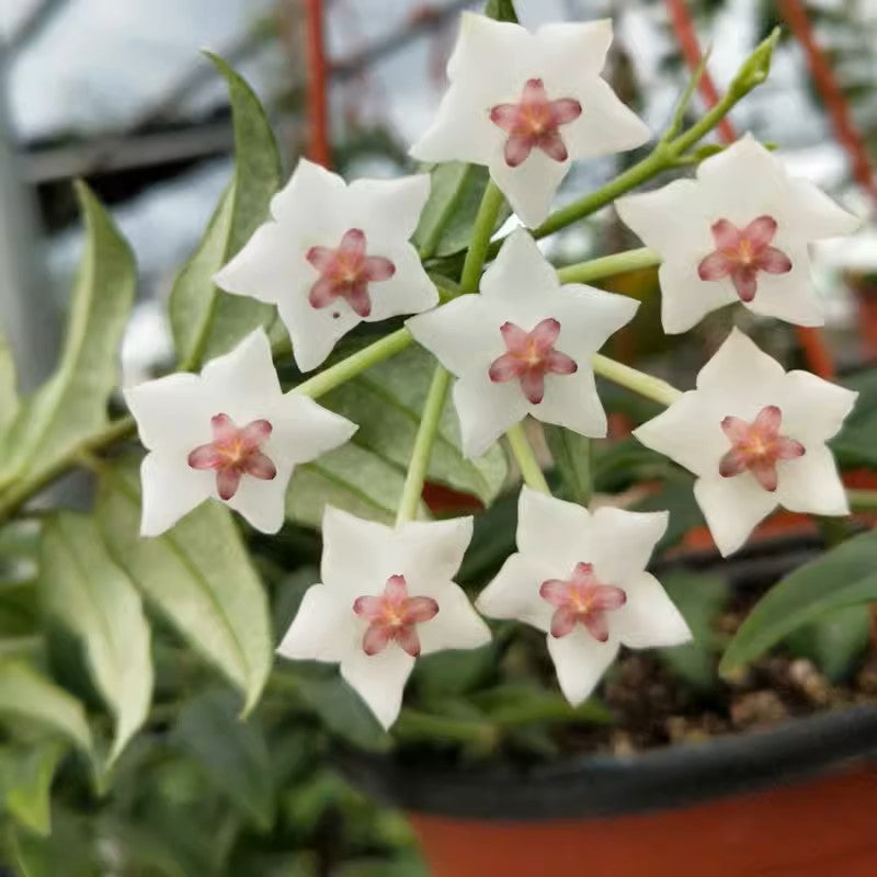 貝拉毬蘭 Hoya Bella