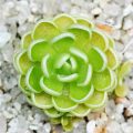 愛絲捕蟲堇 Butterworts (Pinguicula esseriana)