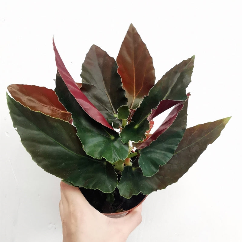 大紅秋海棠 Begonia coccinea 'pinafore'