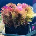 紅穗莼 Cabomba piauhyensis