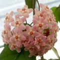 毬蘭 Hoya jianfenglingensis