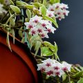 斑葉貝拉球蘭 Hoya bella variegated 外錦