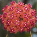 本格爾頓球蘭 Hoya benguetensis
