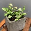 休斯科爾毬蘭 Hoya heuschkeliana variegata