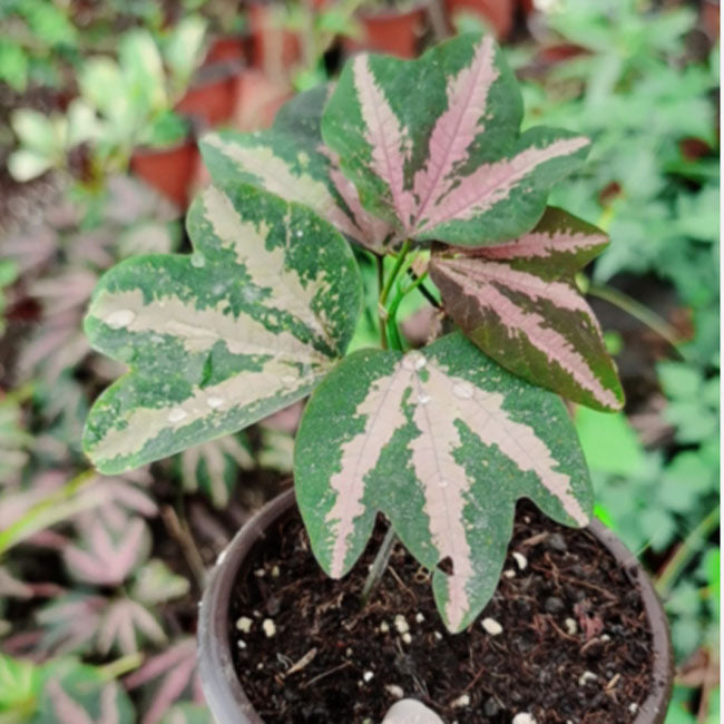 彩葉鵝掌西番蓮Cissus sp. 'Tri-colored Passion Vine'
