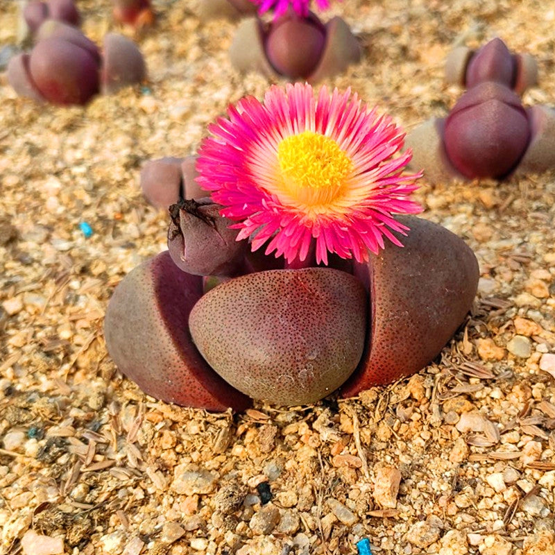 紅帝玉 Pleiospilos nelii 'Rubra'