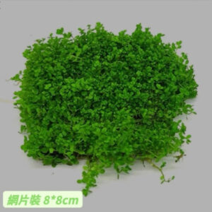 爬地矮珍珠 Micranthemum sp. 'Monte carlo'