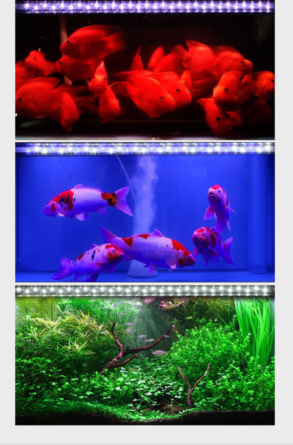 夢之紅燈管 (適用於龍魚、血增豔)：圖片 39