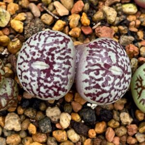 墨小錐 Conophytum wittebergense