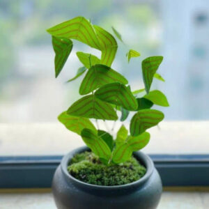 飛機草 Christia obcordata