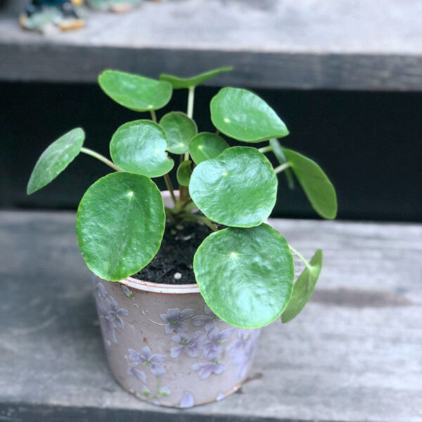 鏡面草   Pilea peperomioides diels：圖片 2