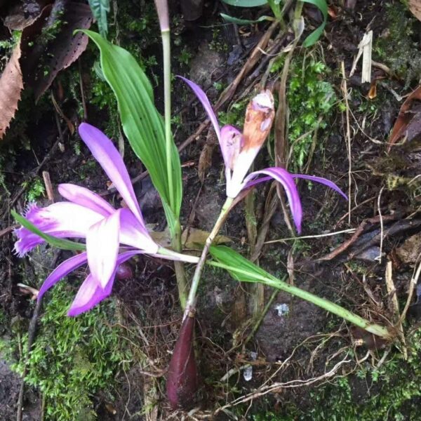 獨蒜蘭 Pleione bulbocodioides：圖片 2