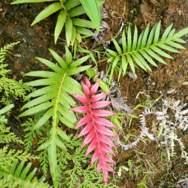 鳥毛蕨 Blechnum orientale L. (Red)：圖片 2