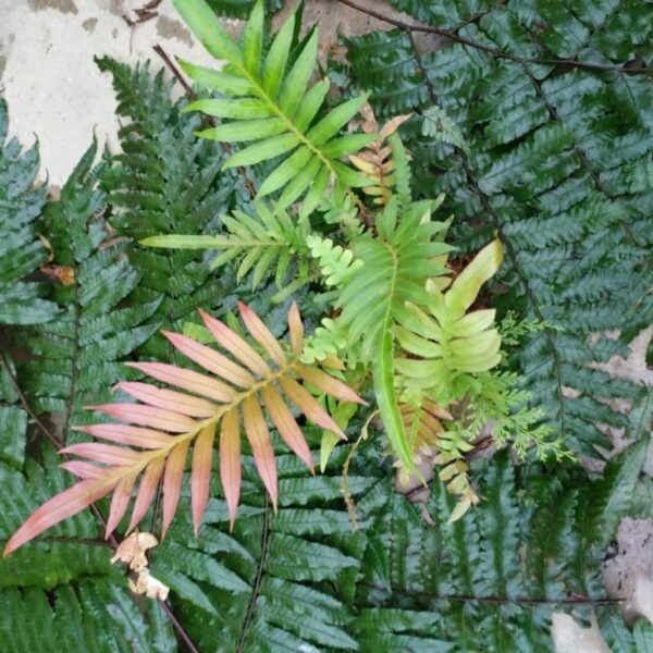 鳥毛蕨 Blechnum orientale L. (Red)