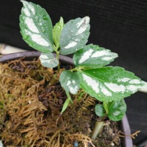 樓梯草 Elatostema involucratum sp