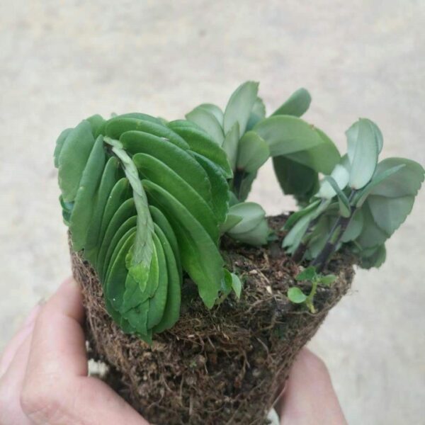 小麥樓梯草 Elatostema sp：圖片 2