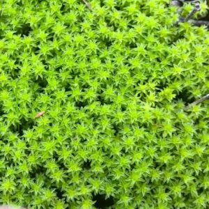 砂蘚 Racomitrium Moss (Racomitrium canescens)