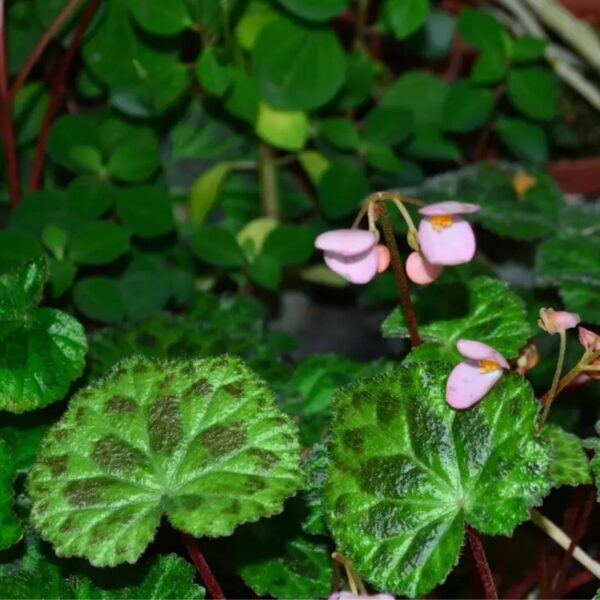 鹿寨秋海棠 Begonia luzhainensis