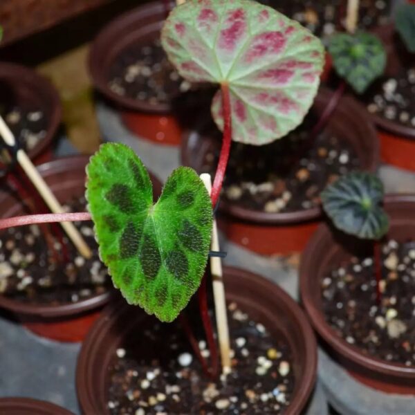 鹿寨秋海棠 Begonia luzhainensis：圖片 3