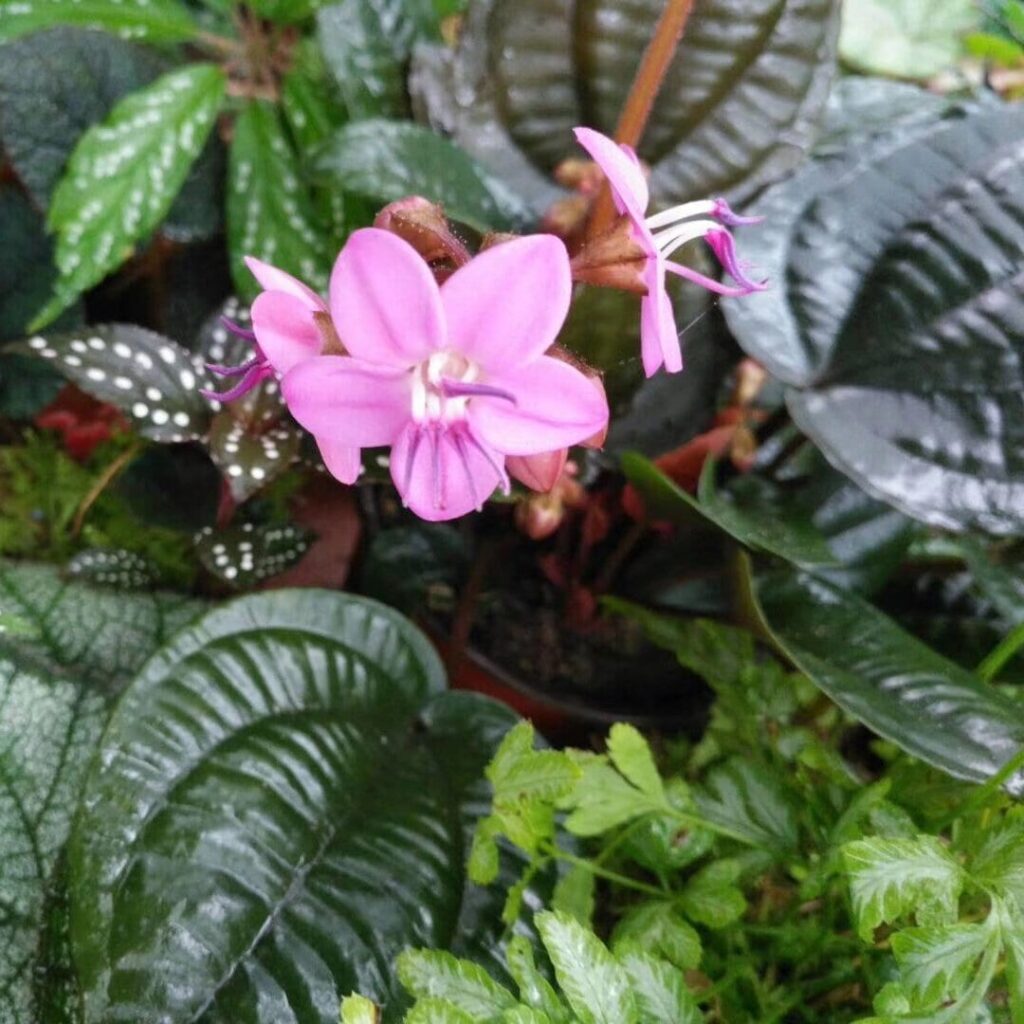 錦香草 Phyllagathis cavaleriei