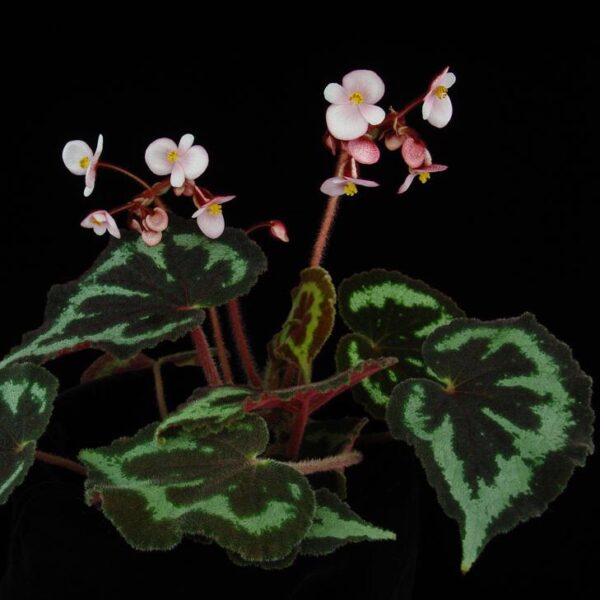 一口血秋海棠 Begonia picturata：圖片 2