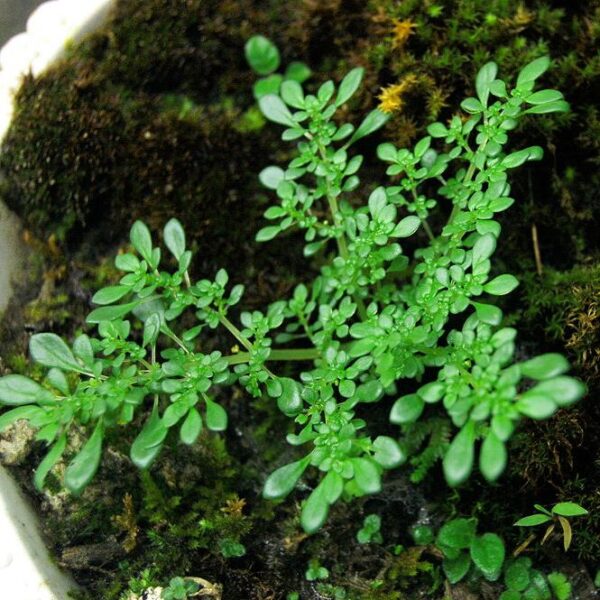 小葉冷水花 Pilea microphylla